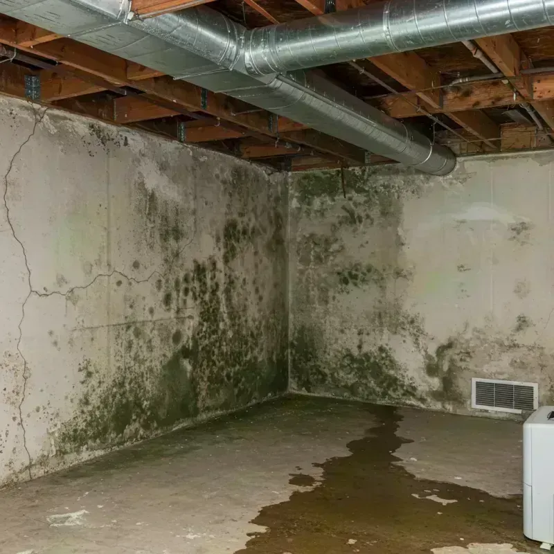 Professional Mold Removal in Mount Vernon, GA